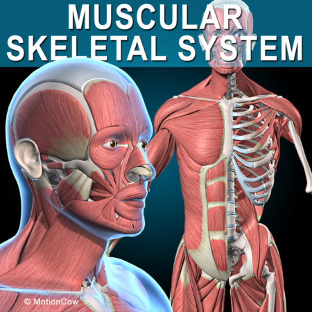 Muscular Skeletal System 3D Model
