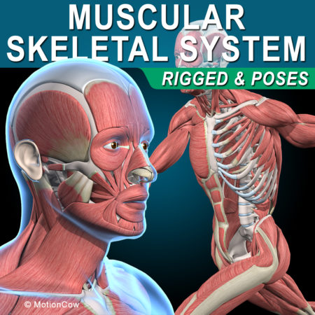 Human Muscular Skeletal 3D Model