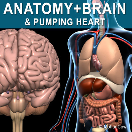 Human Anatomy & Brain 3D Model