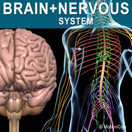 Brain & Nervous System 3D