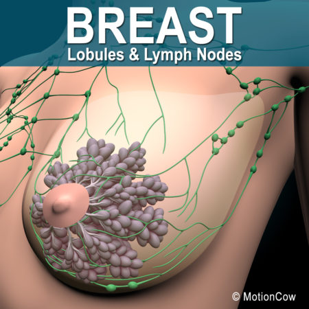 Female Breast 3D Model
