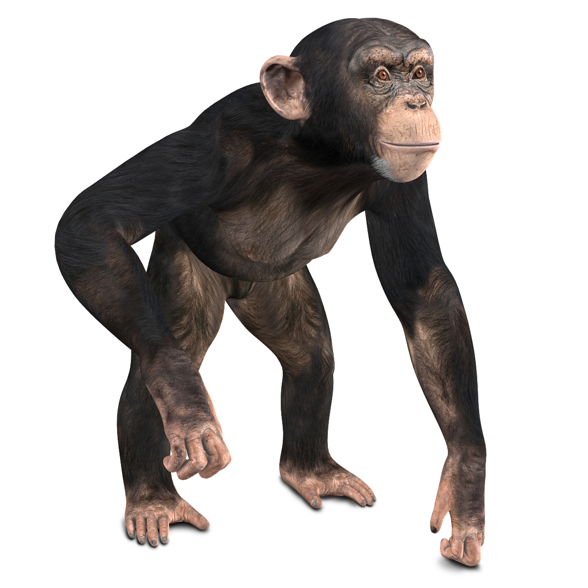 chimpanzee 3D Model