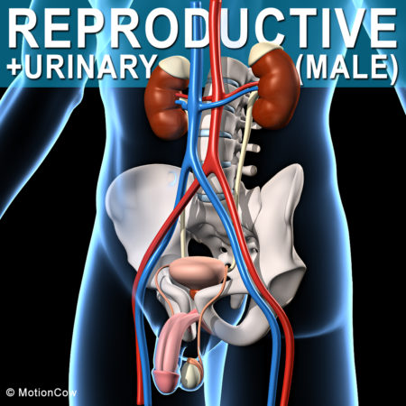 Male Reproductive & Urinary System