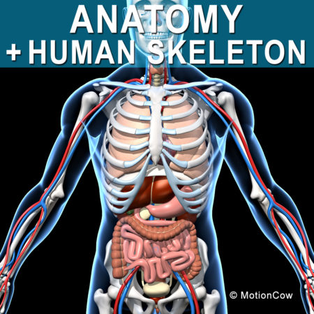 Skeleton Anatomy 3D Model