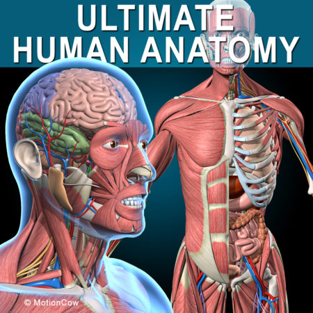 Ultimate Human Anatomy
