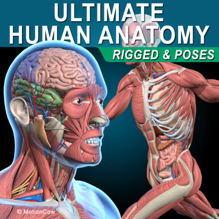 Ultimate Human Anatomy 3D Model