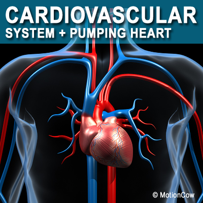 Cardiovascular System 3D Model