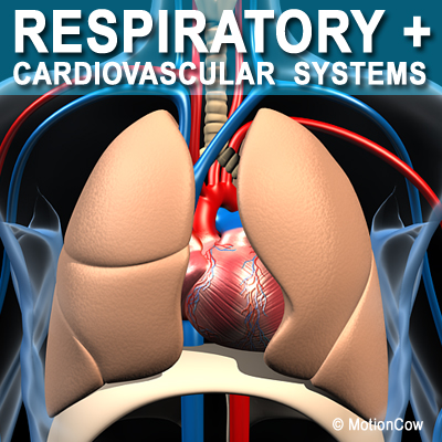 Respiratory System 3D Model