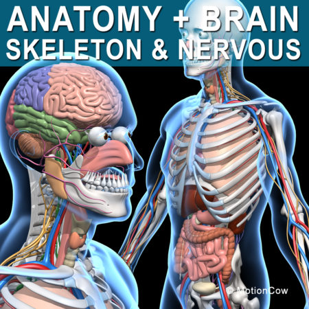 Skeleton Anatomy Nervous 3D Model