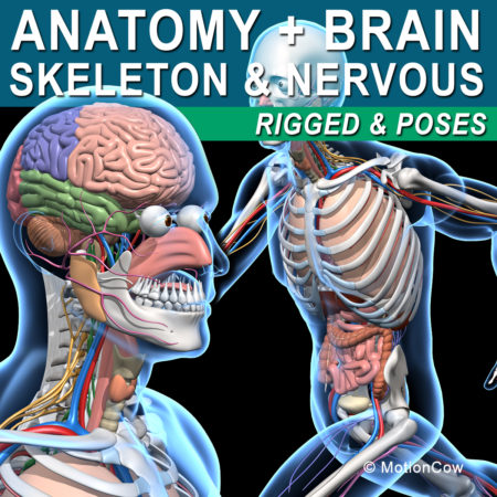 Skeleton Anatomy Nervous 3D Model