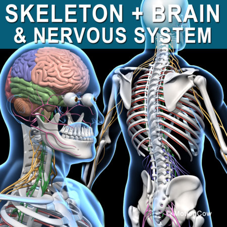 Skeleton & Nervous System 3D Model