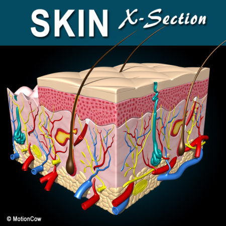 Skin X-Section 3D Model