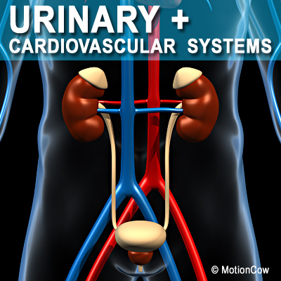 Urinary System 3D Model