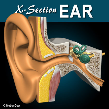 X-Section Ear 3D Model