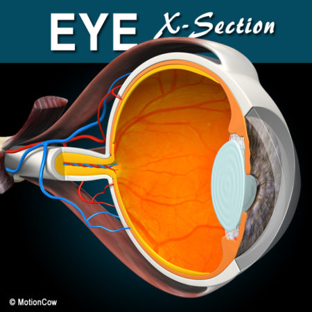 X-Section Eye 3D Model