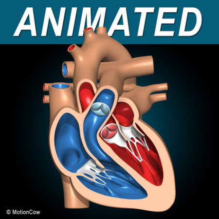 X-Section Heart 3D Model