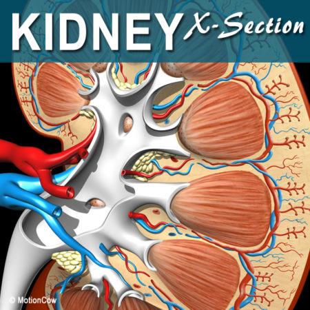 X-Section Kidney 3D